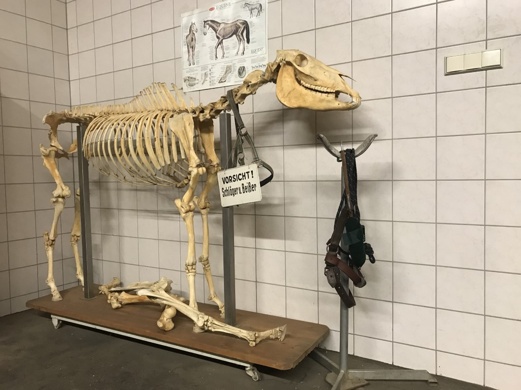 Pferdeskelett