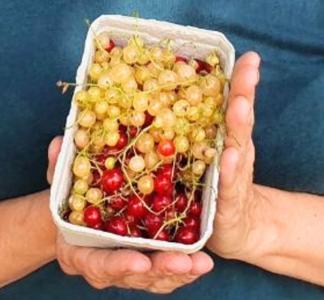 Eine Person hält eine Schale mit roten und weißen Johannisbeeren.