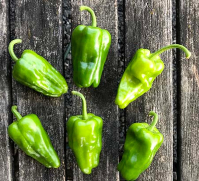 Produktfoto zu Bratpaprika - manche scharf, manche nicht