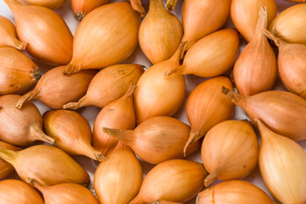 Produktfoto zu Steckzwiebeln Stuttgarter Riesen 250g Netz