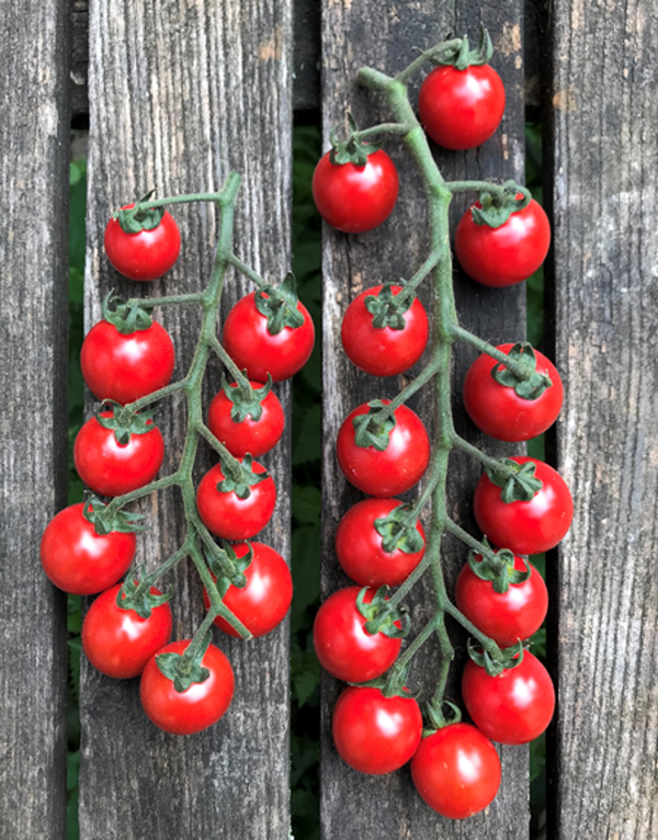Produktfoto zu Cherrytomaten Dattel