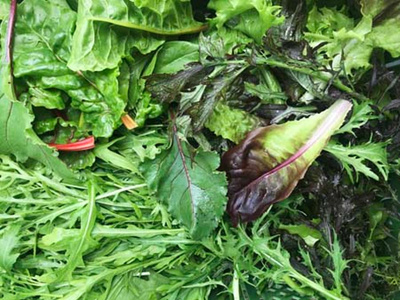 Produktfoto zu Salatüberraschung (Mahl.)