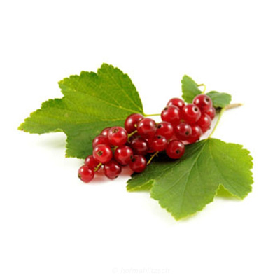Produktfoto zu Johannisbeeren rot