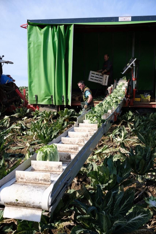 KI generiert: Arbeiter ernten Blumenkohl mit einem Förderband auf einem Feld.