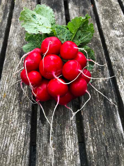 Produktfoto zu Radieschen