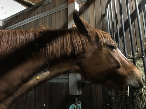 Pferd 