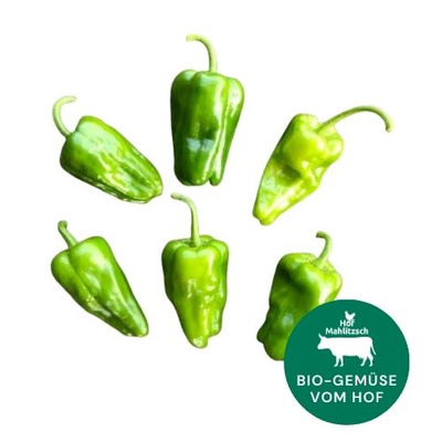 Bio-Bratpaprika aus deiner dresdner Region. Frisch, knackig, vielleicht scharf...