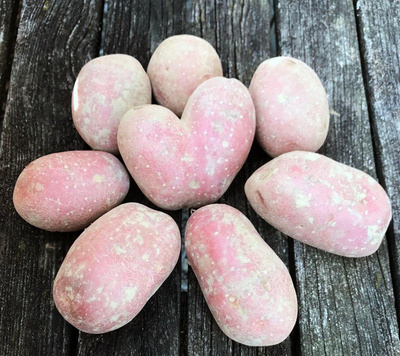 Produktfoto zu LAURA Kartoffeln 2,5 kg Sack - Aktionsangebot