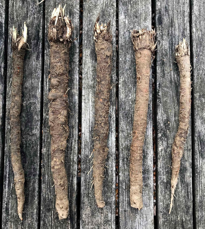 Produktfoto zu Schwarzwurzel