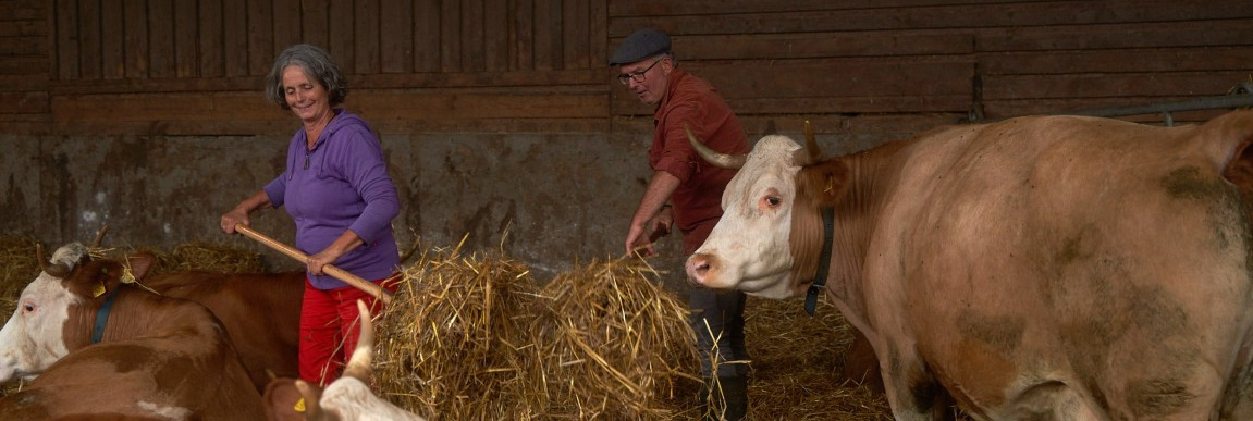KI generiert: Zwei Personen füttern Kühe im Stall mit Heu.