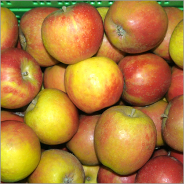 Produktfoto zu Apfel Holsteiner Cox