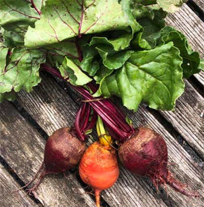 Produktfoto zu Bunte Bete Bund