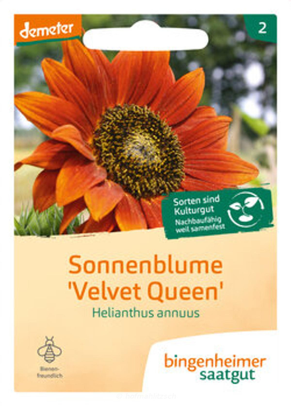 Produktfoto zu Sonnenblume Velvet Queen